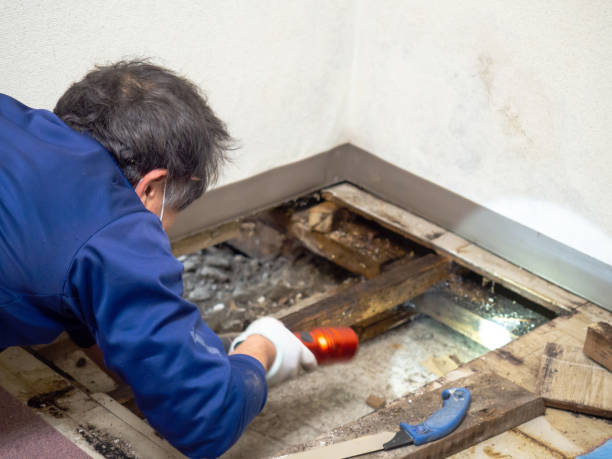 Best Crawl Space Mold Removal  in Ara, AL