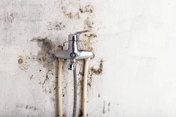 Certified Mold Removal in Ara, AL