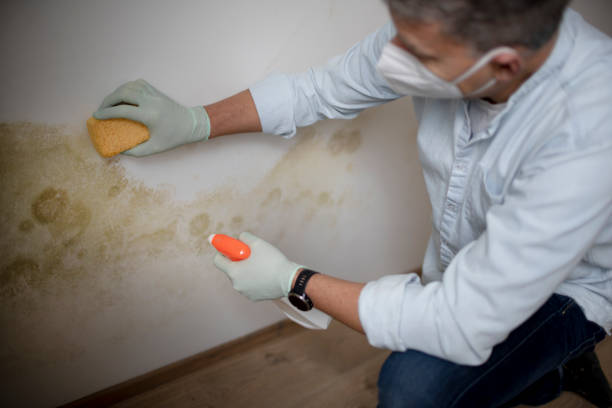 Best Local Mold Removal Service  in Ara, AL
